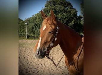 American Quarter Horse, Klacz, 8 lat, 147 cm, Kasztanowata