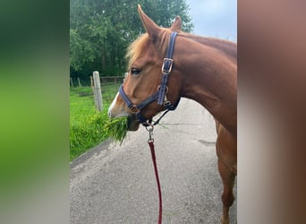 American Quarter Horse, Klacz, 8 lat, 147 cm, Kasztanowata