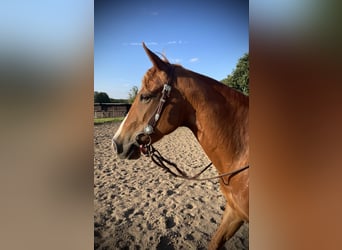 American Quarter Horse, Klacz, 8 lat, 147 cm, Kasztanowata