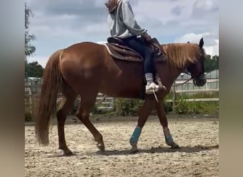 American Quarter Horse, Klacz, 8 lat, 147 cm, Kasztanowata