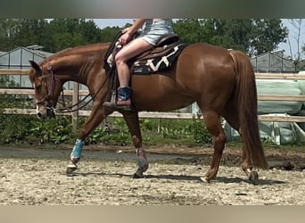 American Quarter Horse, Klacz, 8 lat, 147 cm, Kasztanowata