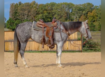American Quarter Horse, Klacz, 8 lat, 147 cm, Siwa