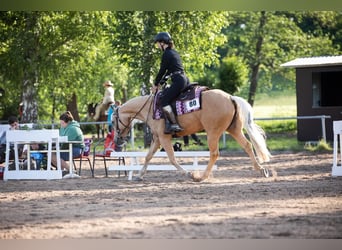 American Quarter Horse, Klacz, 8 lat, 148 cm, Izabelowata