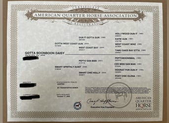 American Quarter Horse, Klacz, 8 lat, 148 cm