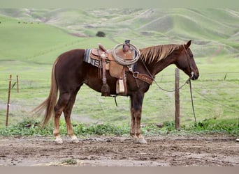 American Quarter Horse, Klacz, 8 lat, 150 cm, Ciemnokasztanowata