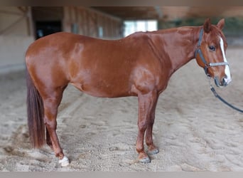 American Quarter Horse, Klacz, 8 lat, 150 cm, Kasztanowata