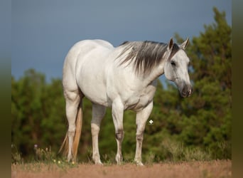 American Quarter Horse, Klacz, 8 lat, 150 cm, Siwa