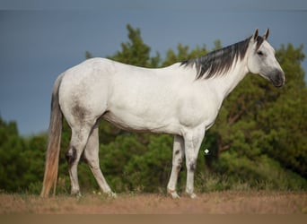 American Quarter Horse, Klacz, 8 lat, 150 cm, Siwa