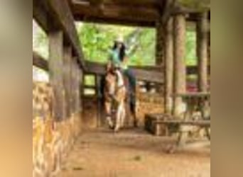 American Quarter Horse, Klacz, 8 lat, 150 cm, Tobiano wszelkich maści