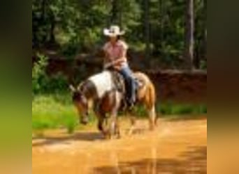 American Quarter Horse, Klacz, 8 lat, 150 cm, Tobiano wszelkich maści