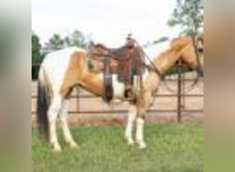 American Quarter Horse, Klacz, 8 lat, 150 cm, Tobiano wszelkich maści