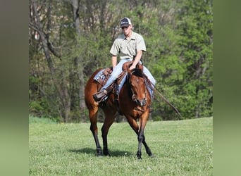 American Quarter Horse, Klacz, 8 lat, 152 cm, Ciemnokasztanowata