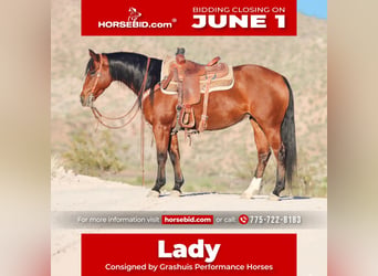 American Quarter Horse, Klacz, 8 lat, 152 cm, Gniada