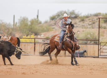American Quarter Horse, Klacz, 8 lat, 152 cm, Gniada