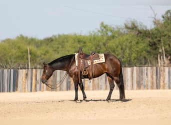 American Quarter Horse, Klacz, 8 lat, 152 cm, Gniada