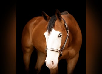 American Quarter Horse, Klacz, 8 lat, 152 cm, Gniada