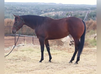 American Quarter Horse, Klacz, 8 lat, 152 cm, Gniada
