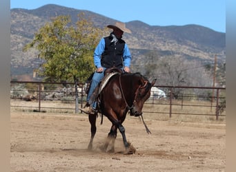 American Quarter Horse, Klacz, 8 lat, 152 cm, Gniada