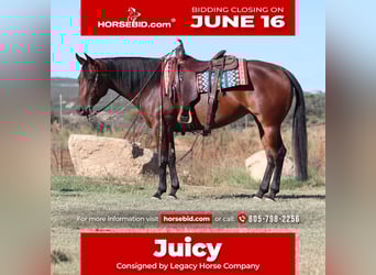 American Quarter Horse, Klacz, 8 lat, 152 cm, Gniada