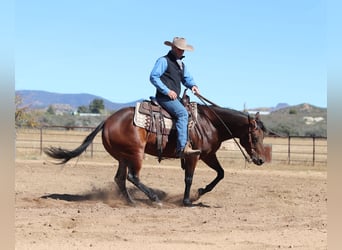 American Quarter Horse, Klacz, 8 lat, 152 cm, Gniada