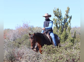 American Quarter Horse, Klacz, 8 lat, 152 cm, Gniada