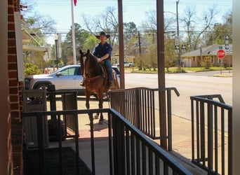 American Quarter Horse, Klacz, 8 lat, 152 cm, Gniada