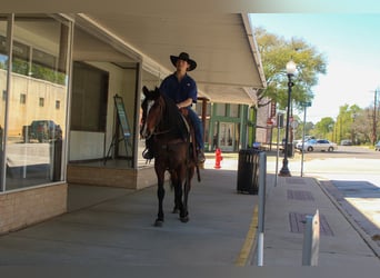 American Quarter Horse, Klacz, 8 lat, 152 cm, Gniada