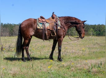 American Quarter Horse, Klacz, 8 lat, 152 cm, Gniada