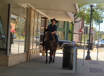 American Quarter Horse, Klacz, 8 lat, 152 cm, Gniada