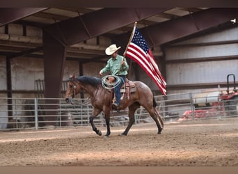 American Quarter Horse, Klacz, 8 lat, 152 cm, Gniadodereszowata