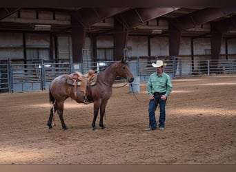 American Quarter Horse, Klacz, 8 lat, 152 cm, Gniadodereszowata