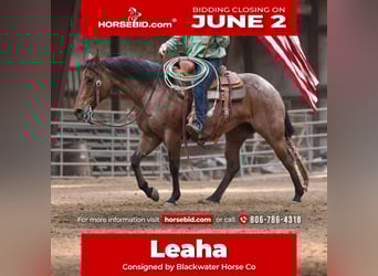 American Quarter Horse, Klacz, 8 lat, 152 cm, Gniadodereszowata