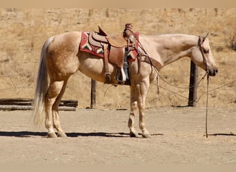 American Quarter Horse, Klacz, 8 lat, 152 cm, Izabelowata