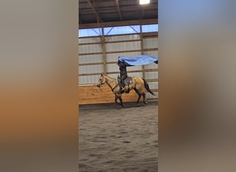 American Quarter Horse, Klacz, 8 lat, 152 cm, Jelenia