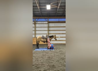 American Quarter Horse, Klacz, 8 lat, 152 cm, Jelenia