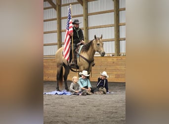 American Quarter Horse, Klacz, 8 lat, 152 cm, Jelenia