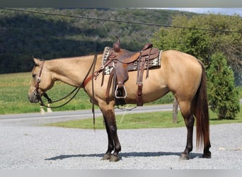 American Quarter Horse, Klacz, 8 lat, 152 cm, Jelenia