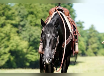 American Quarter Horse, Klacz, 8 lat, 152 cm, Kara