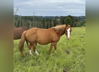 American Quarter Horse, Klacz, 8 lat, 152 cm, Kasztanowata