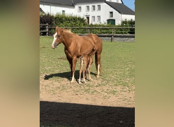 American Quarter Horse, Klacz, 8 lat, 152 cm, Kasztanowata