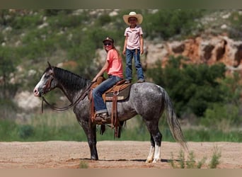 American Quarter Horse, Klacz, 8 lat, 152 cm, Siwa