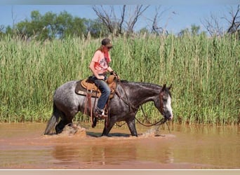 American Quarter Horse, Klacz, 8 lat, 152 cm, Siwa