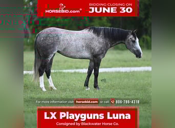 American Quarter Horse, Klacz, 8 lat, 152 cm, Siwa