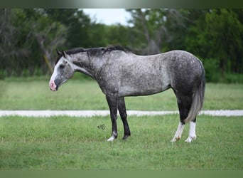 American Quarter Horse, Klacz, 8 lat, 152 cm, Siwa