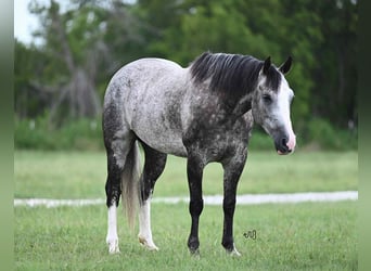 American Quarter Horse, Klacz, 8 lat, 152 cm, Siwa