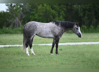 American Quarter Horse, Klacz, 8 lat, 152 cm, Siwa
