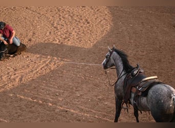 American Quarter Horse, Klacz, 8 lat, 152 cm, Siwa