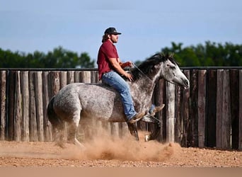 American Quarter Horse, Klacz, 8 lat, 152 cm, Siwa