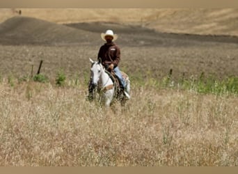 American Quarter Horse, Klacz, 8 lat, 152 cm, Siwa