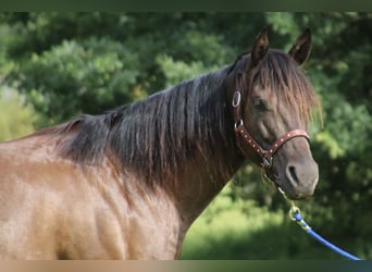 American Quarter Horse, Klacz, 8 lat, 153 cm, Kara